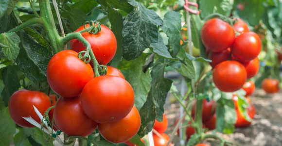 Voici pourquoi vous devriez mettre une tasse jaune aux pieds de vos tomates !