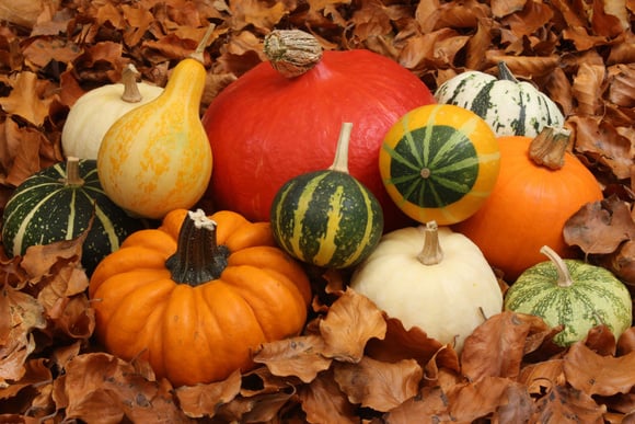 Potiron, courge, butternut : quels légumes peut-on manger avec la peau ?