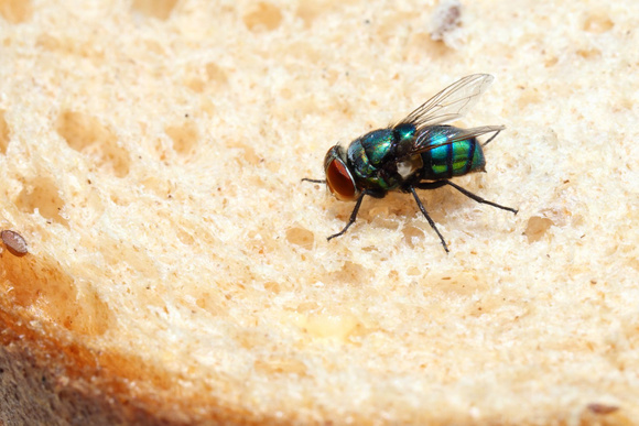 On a l’astuce infaillible pour éloigner les mouches lors de vos repas en terrasse, testée et validée par la rédac !
