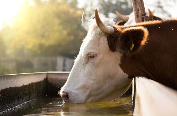 Un steak haché équivaut-il à 1500 litres d'eau ? Adobestock