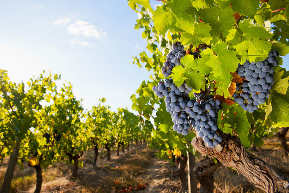 On peut faire du vin blanc avec du raisin noir. Adobestock