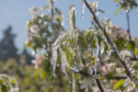 Neige en France : Pourquoi risque-t-on de perdre 100% des récoltes de fruits cette année ?