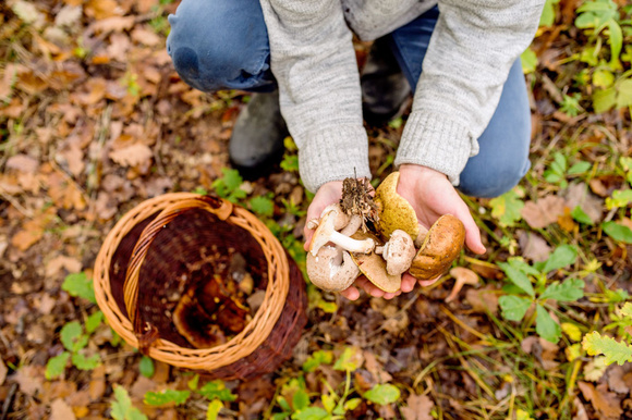 5 choses à savoir avant d'aller cueillir des champignons