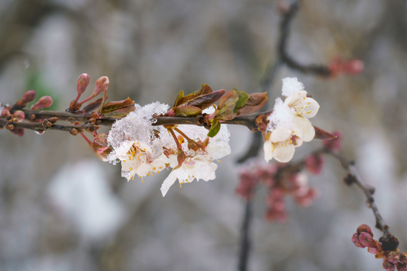@ Adobe Stock/ L'arboriculture en danger 