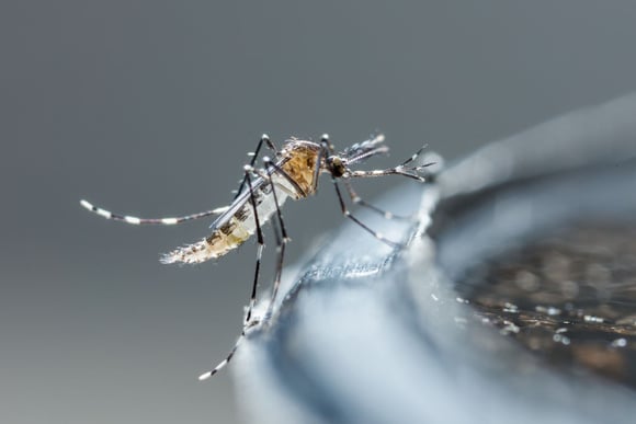 Avec seulement deux ingrédients banals, ce piège à moustique va sauver votre été !