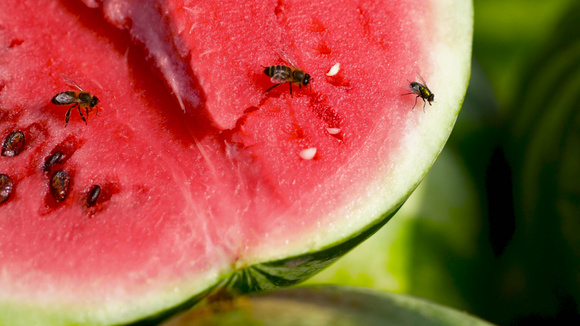 Comment se débarrasser des mouches des fruits ?
