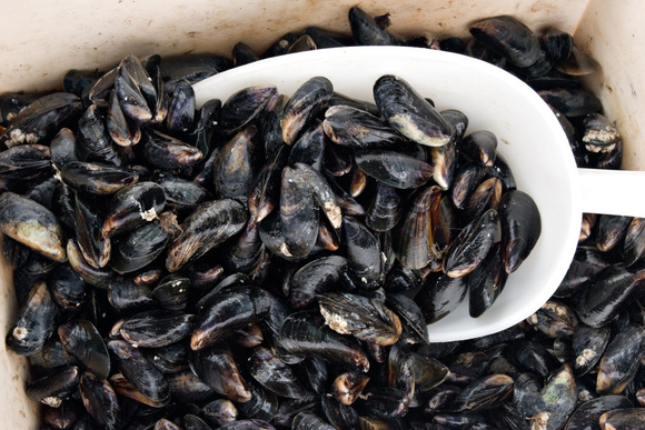 Alerte rappel produit : si vous avez acheté ces moules en supermarché, ne les consommez surtout pas