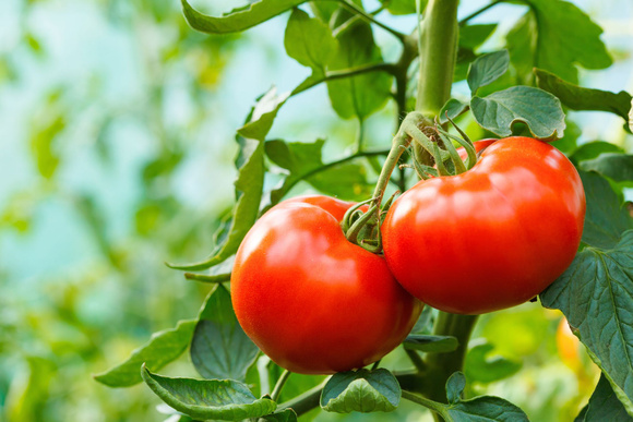 Les tomates - Adobestock
