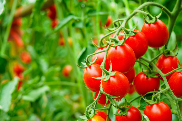 Les produits de saison sont cultivés à maturité, ils ont plus de saveurs et viennent de moins loin. Adobestock