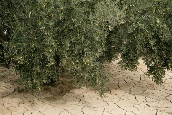 Sans eau dans les sols, les olives ne poussent pas. Adobestock