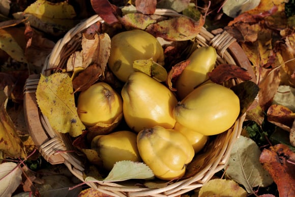 Coings trop durs ? L’astuce simple pour les peler et les couper sans se blesser