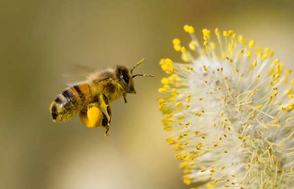 Les abeilles sont la clé de voûte de notre agriculture. Adobestock