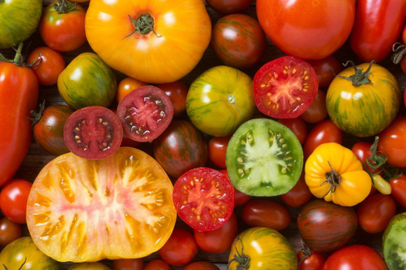 Tomate cerise ou grosse tomate : laquelle est la meilleure pour la santé ?