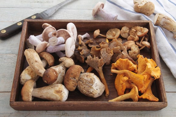 Champignons : les conseils essentiels d’un mycologue pour les préparer et les cuisiner !