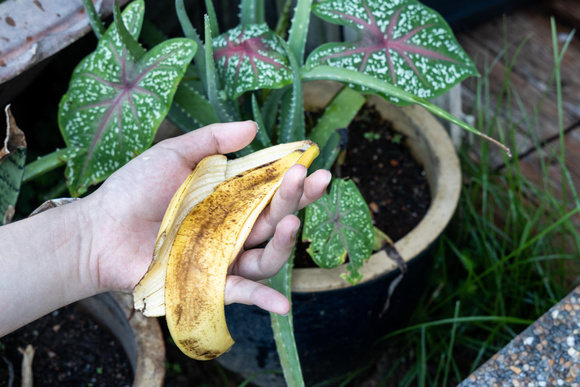 Vous pouvez fertiliser votre jardin avec des peaux de banane, mais c’est efficace seulement si vous les placez à cet endroit