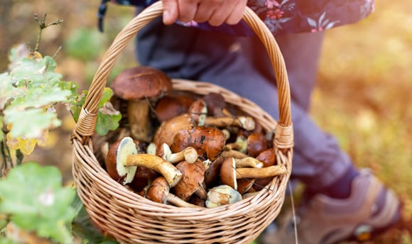 Ce mycologue révèle les meilleures zones pour trouver des champignons en ce moment !