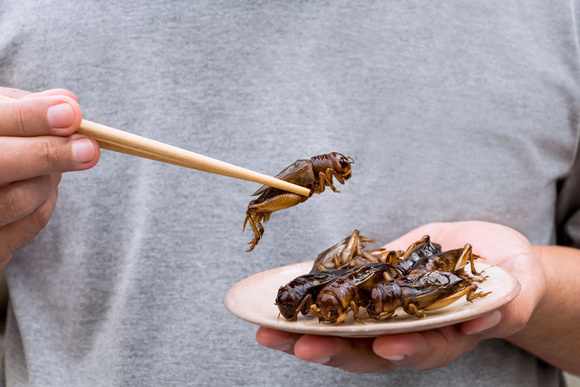 Les insectes sont riches en protéines. Adobestock
