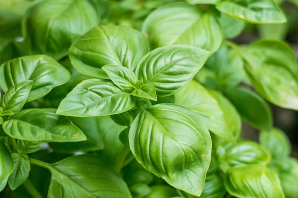 À quelle fréquence faut-il arroser son pot de basilic ?