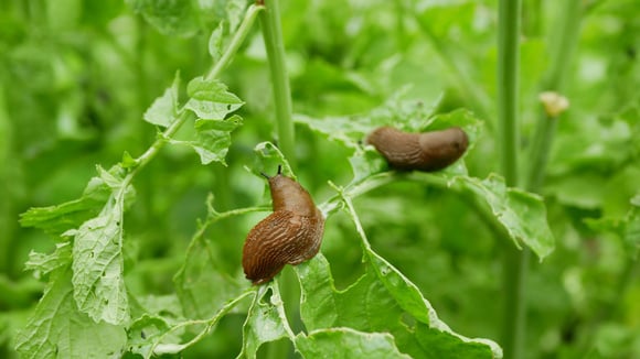 Ce fruit peut vous aider à repousser naturellement les limaces de votre jardin