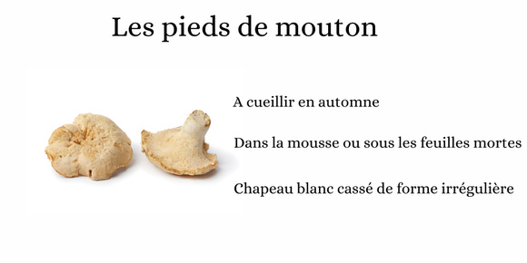 Champignon comestible ou toxique ? Canva et Adobestock
