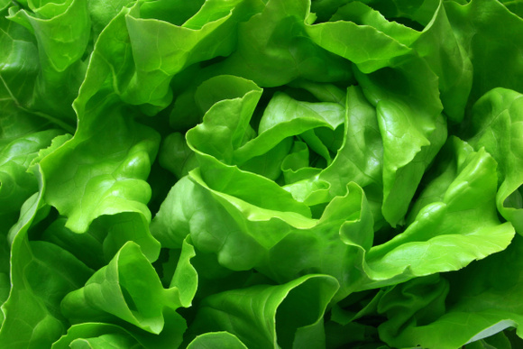 L'erreur toute bête qui fait flétrir votre salade deux fois plus vite quand elle est au frais