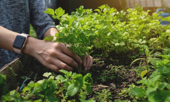 Certaines plantes aromatiques peuvent devenir toxiques. Adobestock