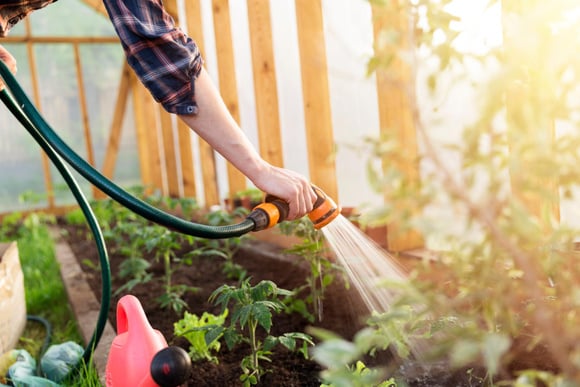 Voici pourquoi arroser ses plantes la nuit ou le soir n’est pas une si bonne idée