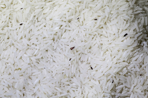 Pourquoi congeler vos ingrédients secs (farine, riz, etc.) peut sauver votre cuisine ?
