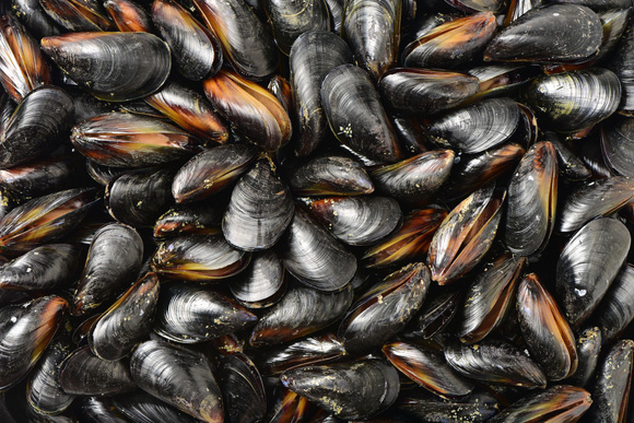 Rappel de moules contaminées par des salmonelles vendues en supermarchés