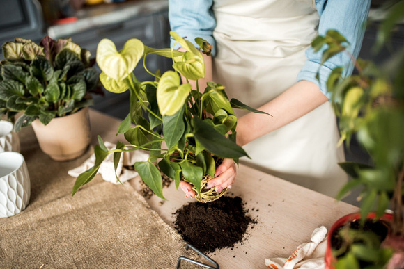 @ Adobe Stock/ Rempoter vos plantes 