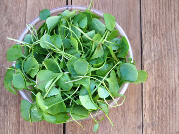 Surnommé la salade de l’hiver, cet ingrédient riche en vitamine C est conseillé pour booster son immunité !