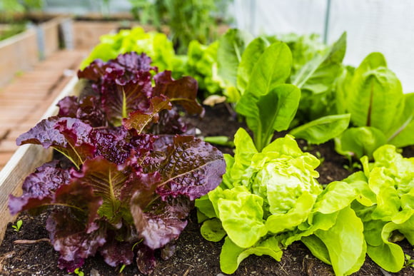 Insolite : des astronautes cultivent des salades… dans l’espace