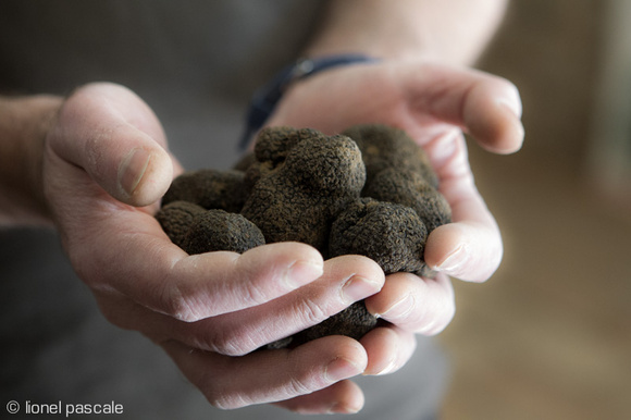 Truffe noire : Comment la choisir, la conserver et la cuisiner ?