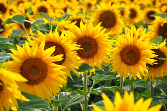 La guerre en Ukraine provoque une pénurie d'huile de tournesol. Adobestock