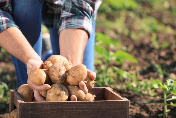 On aime les patates, mais sont-elles bonnes pour notre santé ?