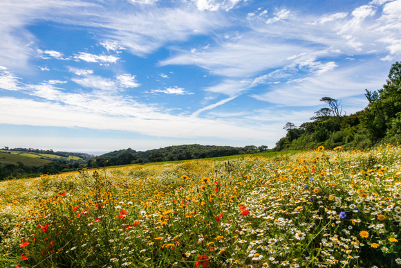 Le pollen brûle, les fleurs sèchent et les abeilles ne peuvent plus se nourrir. Adobestock