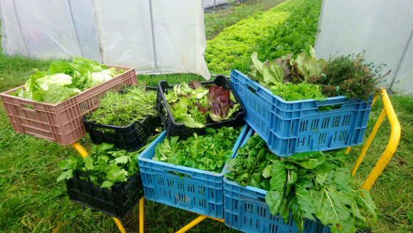 Les “Coups de pousse” de 750g : des nouvelles des projets soutenus