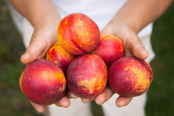 Stock-Adobe / Nectarines