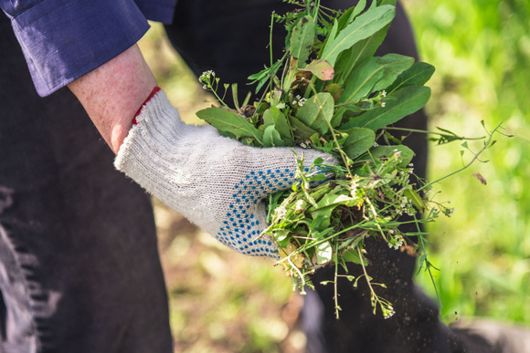 Vos mauvaises herbes pourraient vous rapporter gros !