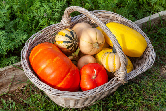 Attention, saviez-vous que certaines courges ne sont pas comestibles ?