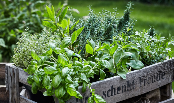 Les herbes aromatiques surgelées sont-ils aussi intéressants que les fraiches ? Voici la réponse