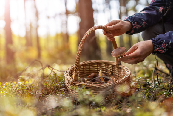 Comment savoir si mes champignons sont comestibles ?