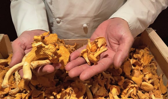 Bien choisir ses champignons : 7 astuces pour une poêlée de girolles à tomber