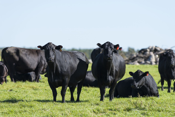 La black Angus, une race d'exception. Adobestock