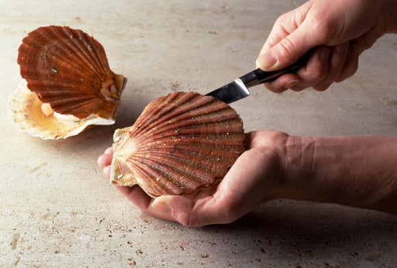 Comment ouvrir les coquilles Saint-Jacques ?