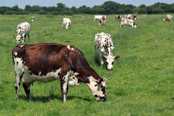 Tout savoir sur le lait