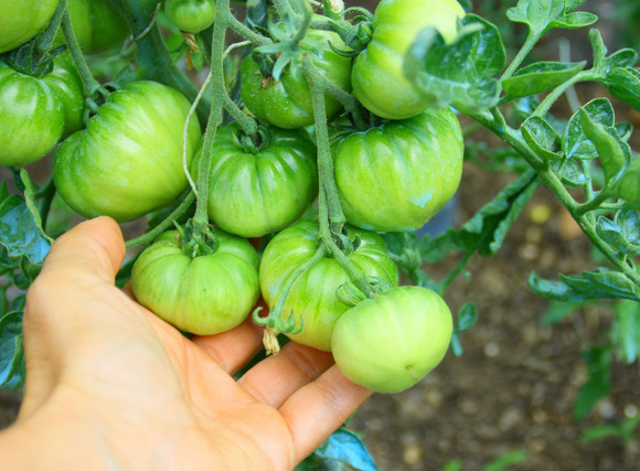 Comment faire de la confiture de tomates vertes avec les tomates qui n’arriveront pas à maturité dans votre jardin ?