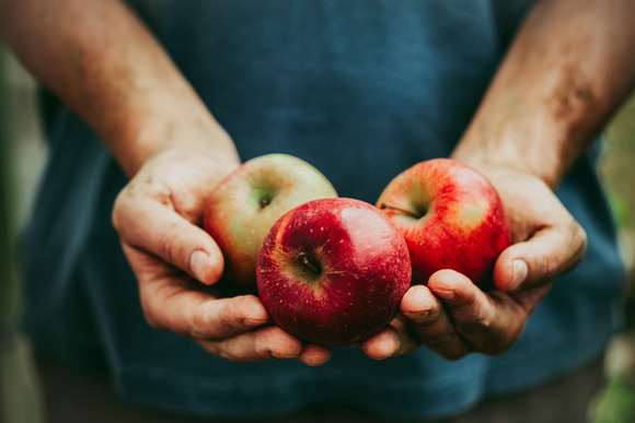 Culture de pommes. Adobestock
