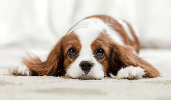 Quand la folie de la pâtisserie attaque... les chiens !