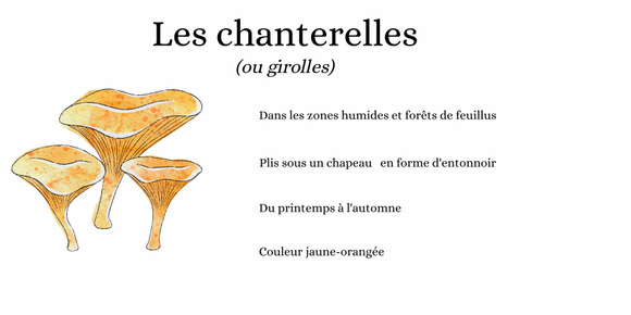 Champignons : comment savoir s'ils sont comestibles ? Canva